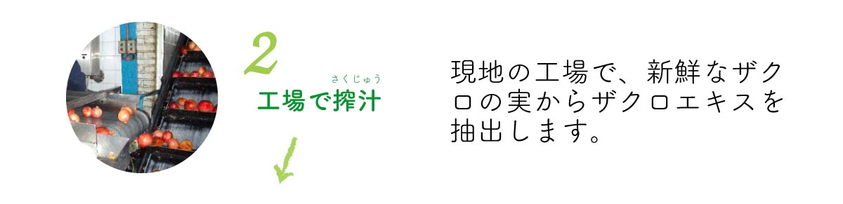 現地の工場で、新鮮なザクロの実からザクロエキスを抽出します。