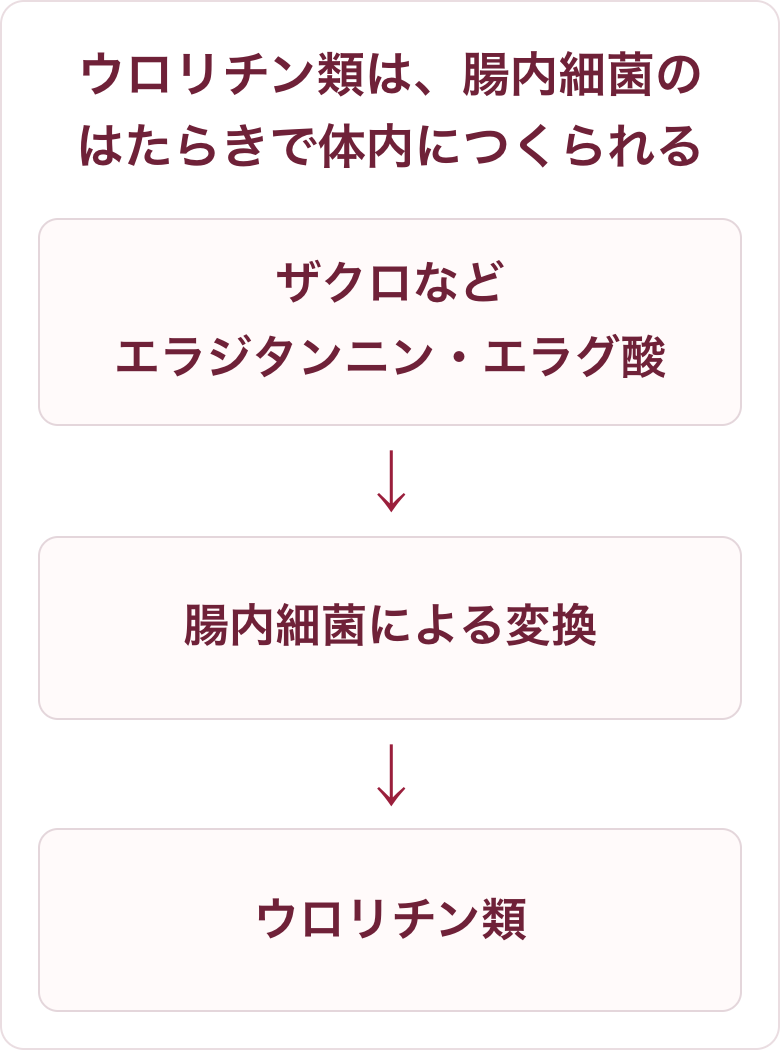 ザクロなどに含まれるエラジタンニン・エラグ酸が、腸内細菌による変換を経てウロリチン類になる経路図